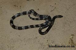 Most Venomous and Dangerous Snakes