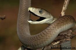 Most Venomous and Dangerous Snakes in the world (updated) : दिख जाएं ये साँप तो दूर ही रहें इनसे | दुनिया के सबसे विषैले और खतरनाक साँप