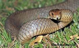 Most Venomous and Dangerous Snakes in the world 