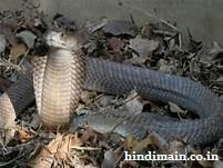 Most Venomous and Dangerous Snakes in the world (updated) : दिख जाएं ये साँप तो दूर ही रहें इनसे | दुनिया के सबसे विषैले और खतरनाक साँप