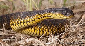 Most Venomous and Dangerous Snakes in the world 