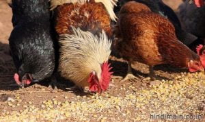 how to start poultry farming