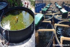 how to start fish farming