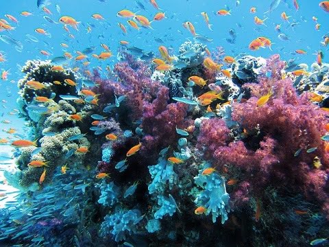 समुद्री जीवों से जुड़े interesting facts